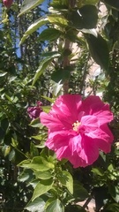 Hibiscus