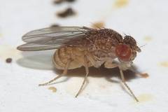 Drosophila repleta