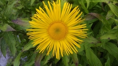Pentanema orientale