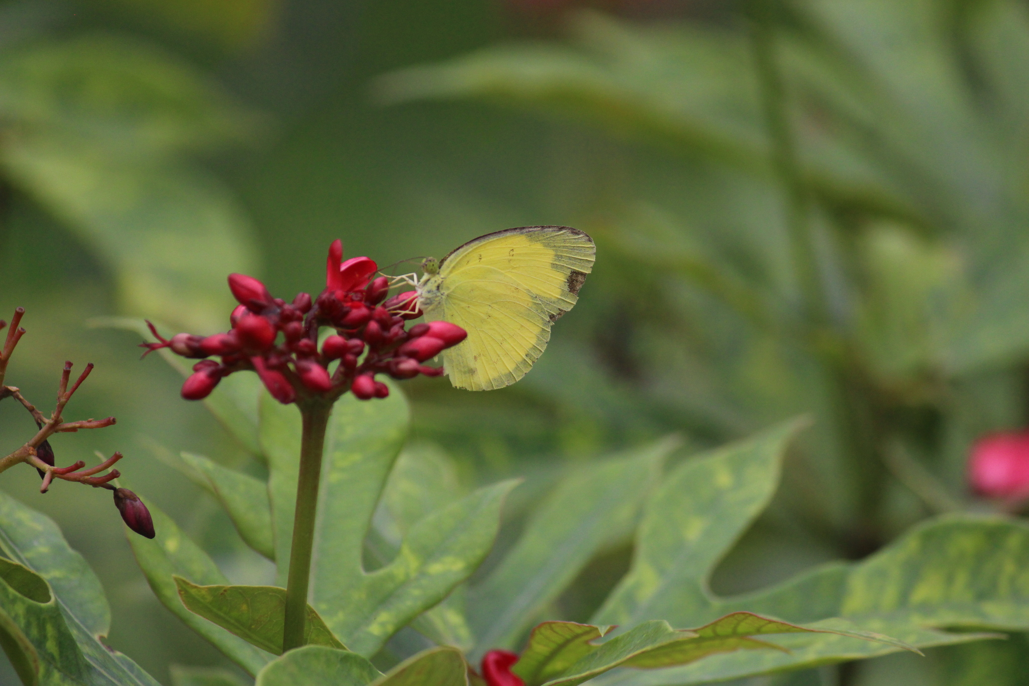 Common Grass Yellow