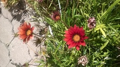 Gazania