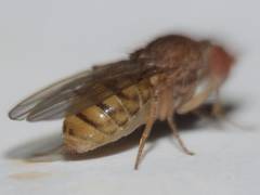 Drosophila repleta