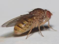 Drosophila repleta