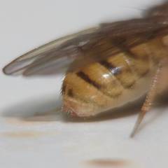 Drosophila repleta