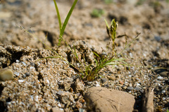 Eragrostis pectinacea pectinacea