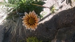 Gazania