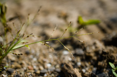 Eragrostis pectinacea pectinacea