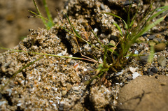 Eragrostis pectinacea pectinacea