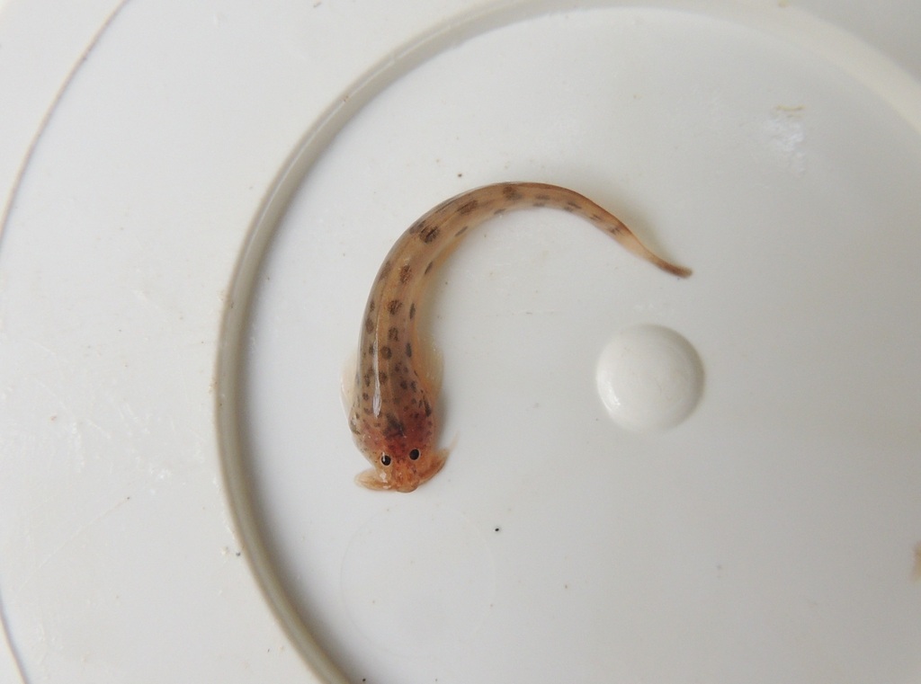 Scleronema minutum