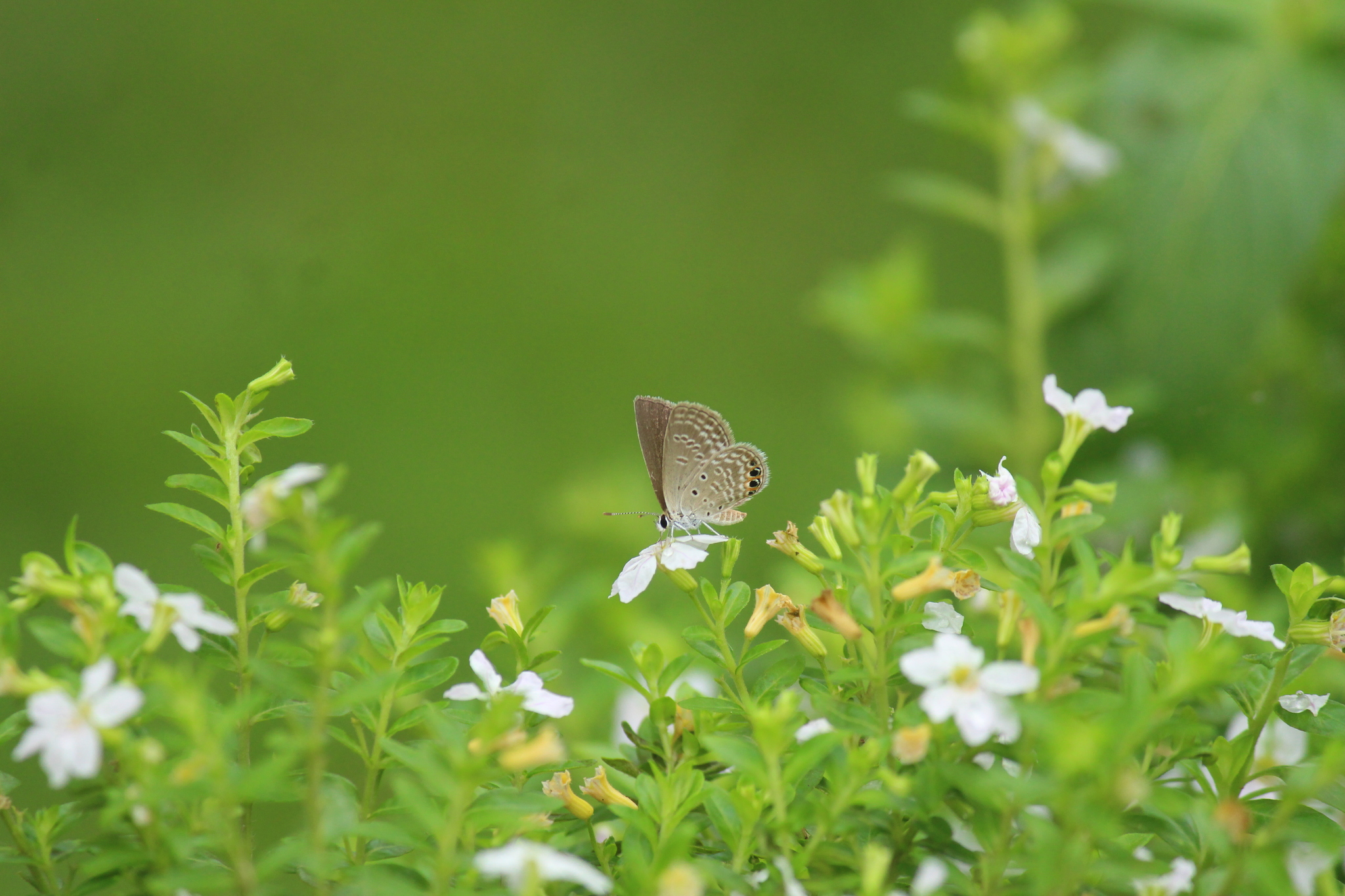 Orange-Spotted Grass Jewel