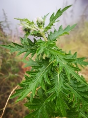 Cirsium kamtschaticum