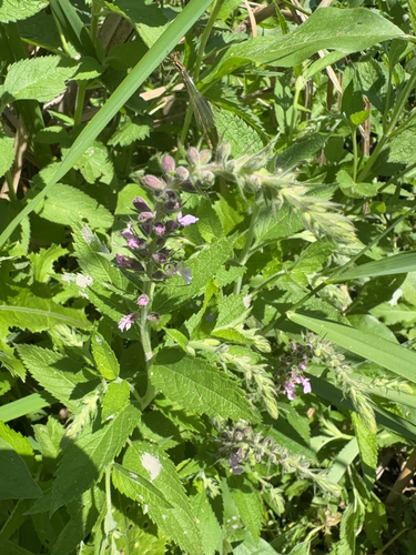 American germander