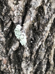 Flavoparmelia caperata