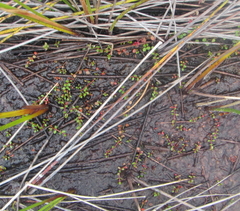 Gonocarpus micranthus micranthus