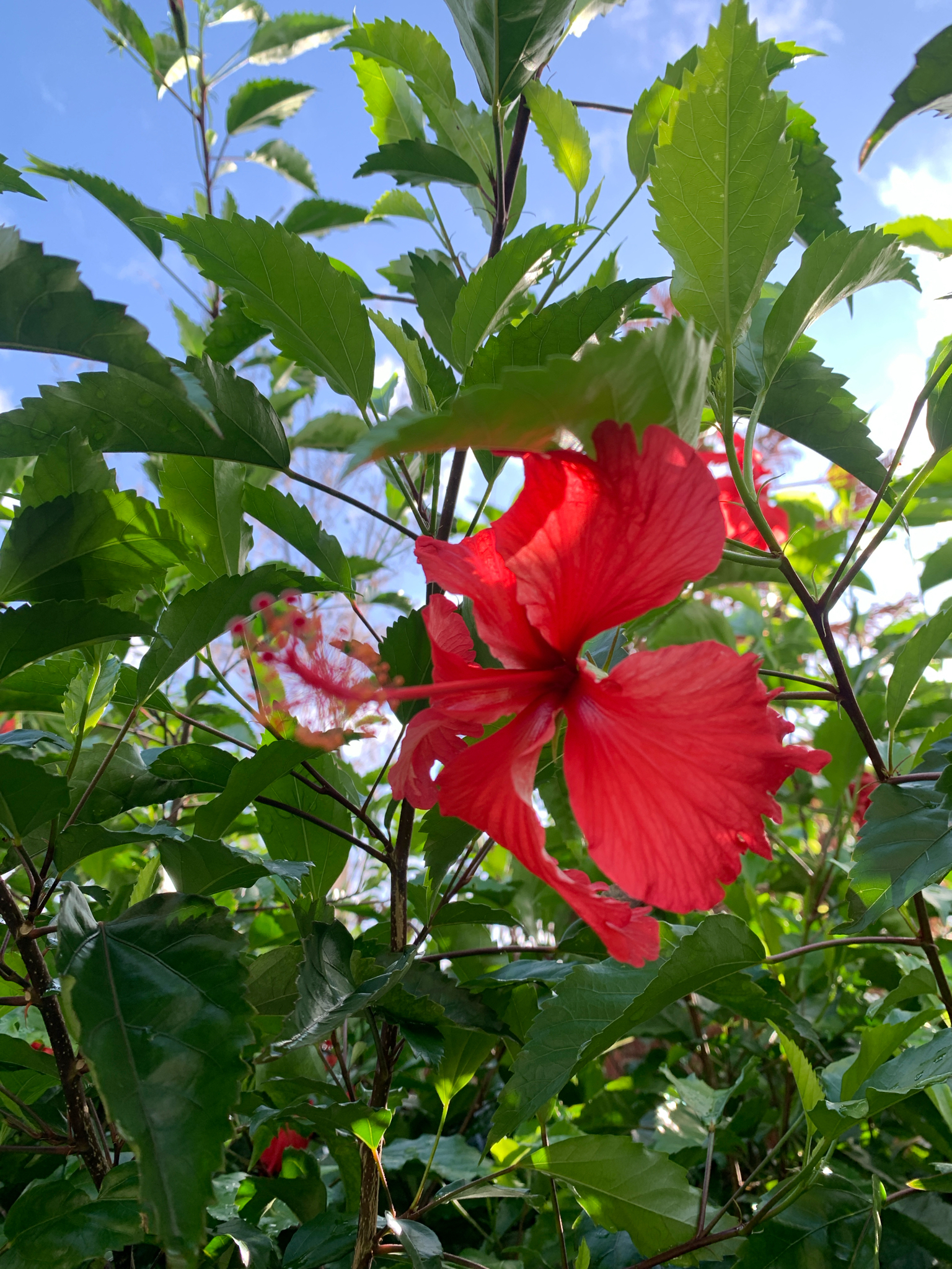 Hibiscus archeri