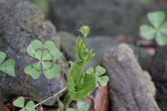 Malaxis brachyrrhynchos