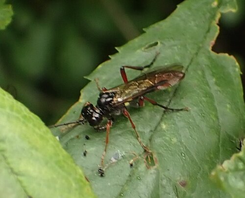 Semicolon Sawfly