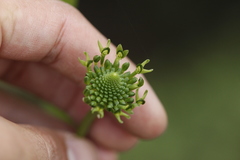 Malaxis brachyrrhynchos