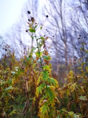 Cirsium kamtschaticum