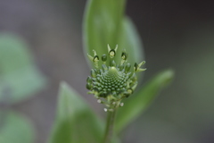 Malaxis brachyrrhynchos