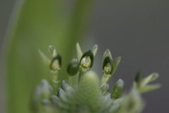 Malaxis brachyrrhynchos