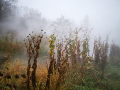 Cirsium kamtschaticum
