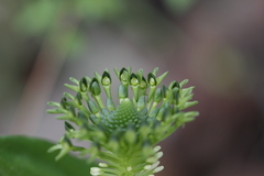 Malaxis brachyrrhynchos