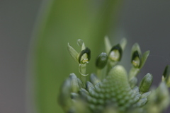 Malaxis brachyrrhynchos