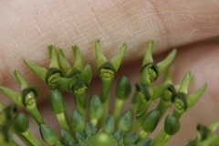 Malaxis brachyrrhynchos