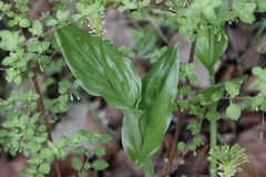 Malaxis brachyrrhynchos