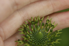 Malaxis brachyrrhynchos