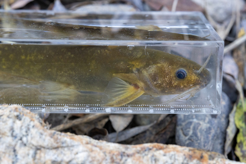 Ussuri catfish (Pelteobagrus ussuriensis) — Bagridae — 3
