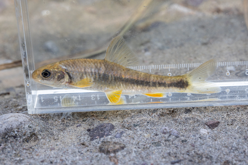 Thicklip Gudgeon