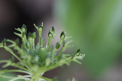 Malaxis brachyrrhynchos