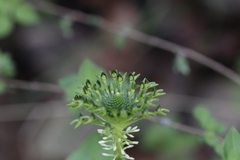 Malaxis brachyrrhynchos