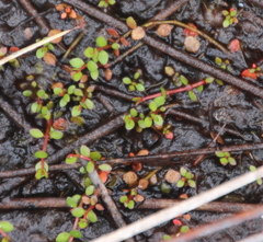 Gonocarpus micranthus micranthus