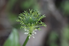 Malaxis brachyrrhynchos