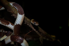 Dipsas vermiculata