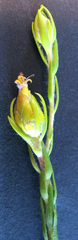 Leucadendron olens