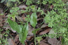 Malaxis brachyrrhynchos