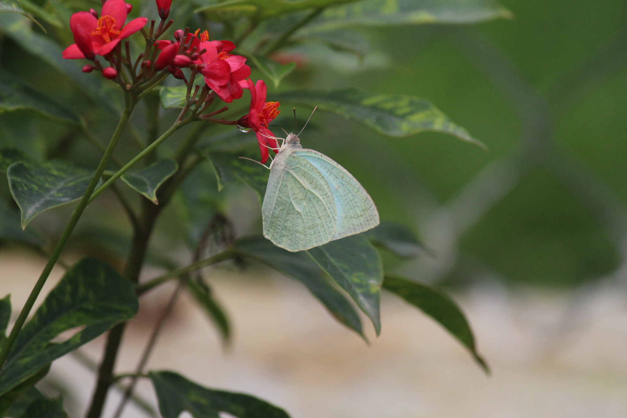 Mottled Emigrant