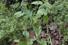 Malaxis brachyrrhynchos