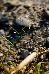 Eragrostis pectinacea pectinacea