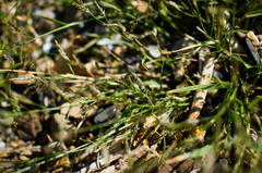 Eragrostis pectinacea pectinacea