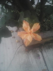 Hibiscus rosa-sinensis