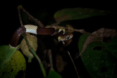 Dipsas vermiculata