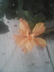 Hibiscus rosa-sinensis