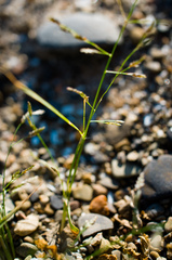 Eragrostis pectinacea pectinacea