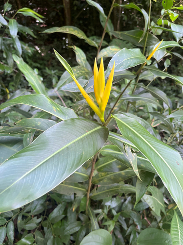 Heliconia longiflora, photograph 6