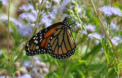 Danaus plexippus